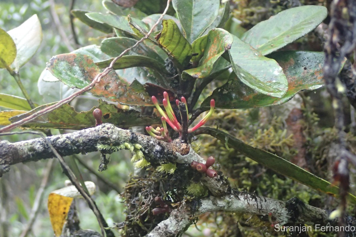 Dendrophthoe lonchiphylla (Thwaites) Danser